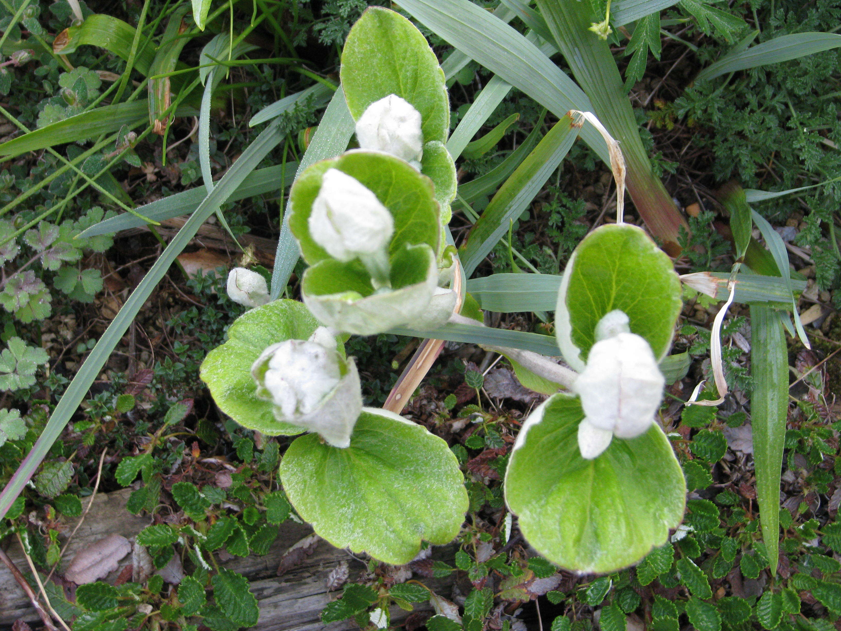 Imagem de Clematis coactilis (Fernald) Keener