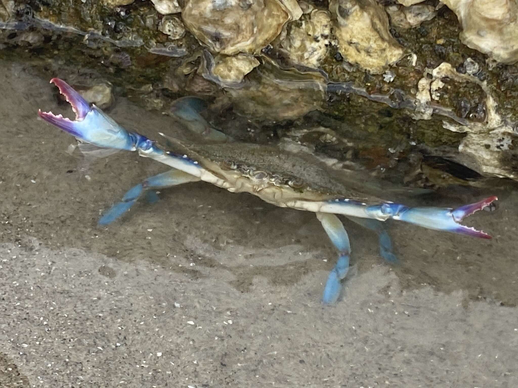 Image of Dana swimming crab