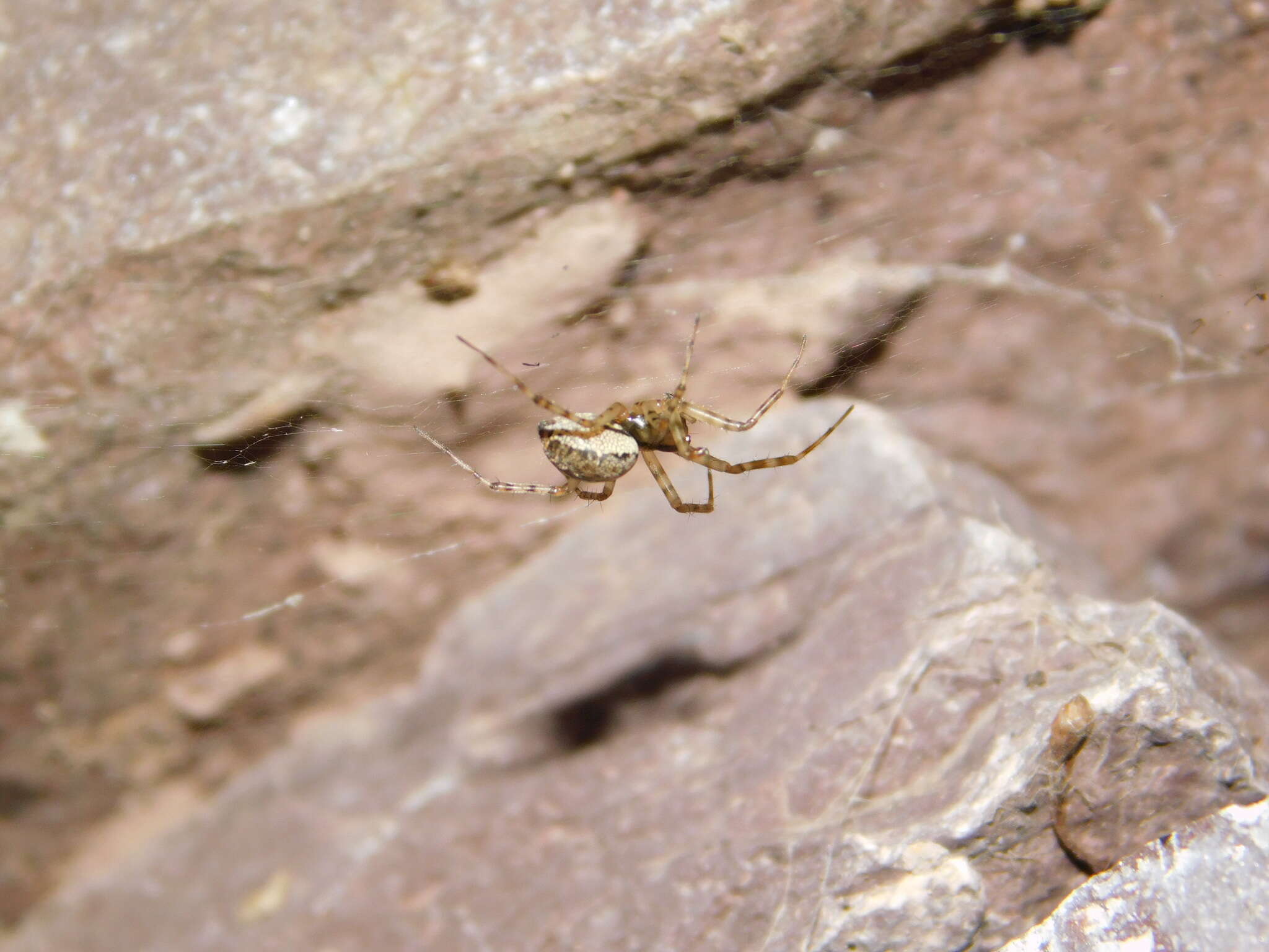 Image of Steatoda castanea (Clerck 1757)