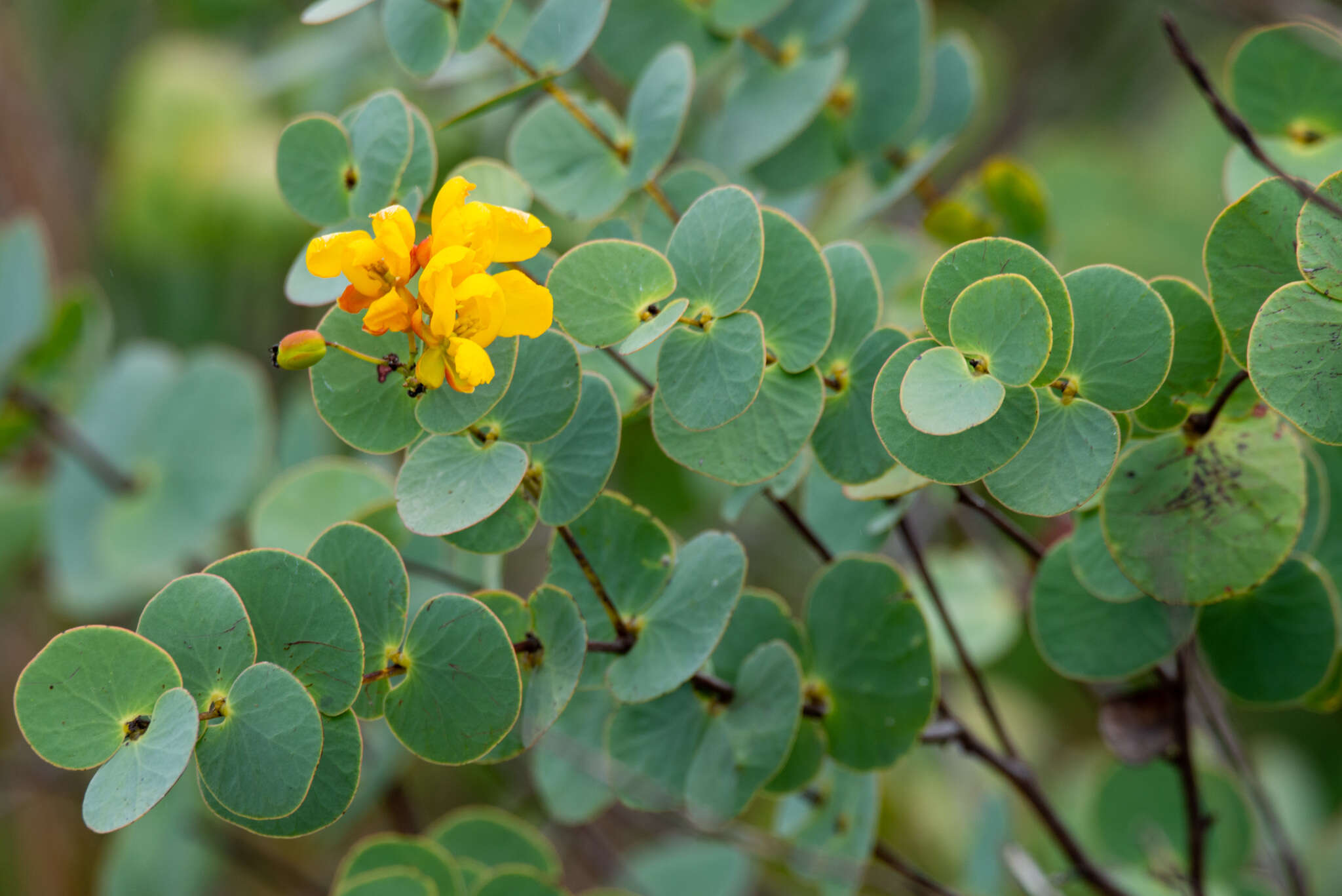 Image of <i>Chamaecrista blanchetii</i>