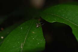 صورة Oarces reticulatus (Nicolet 1849)