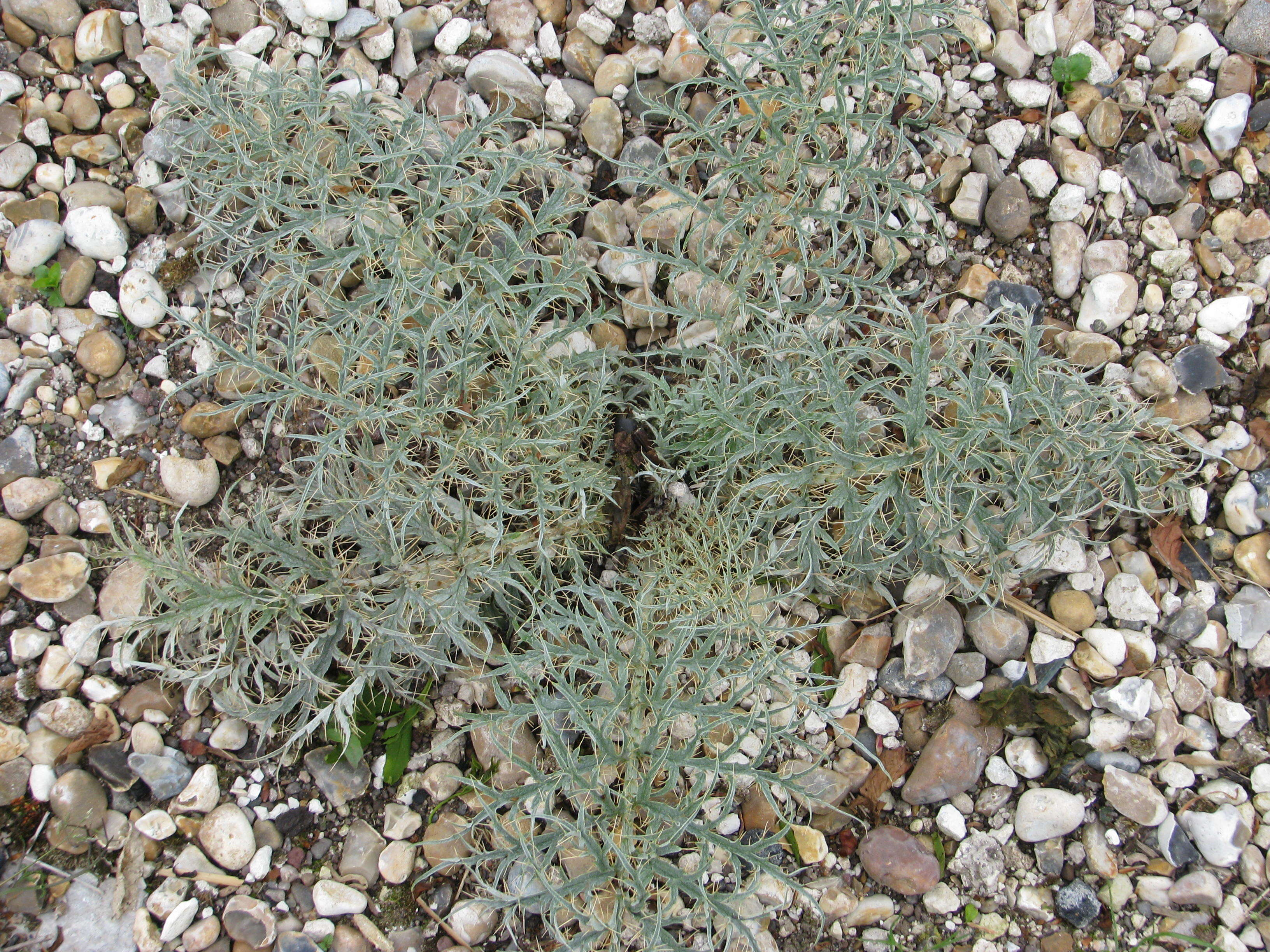 Image of cardoon