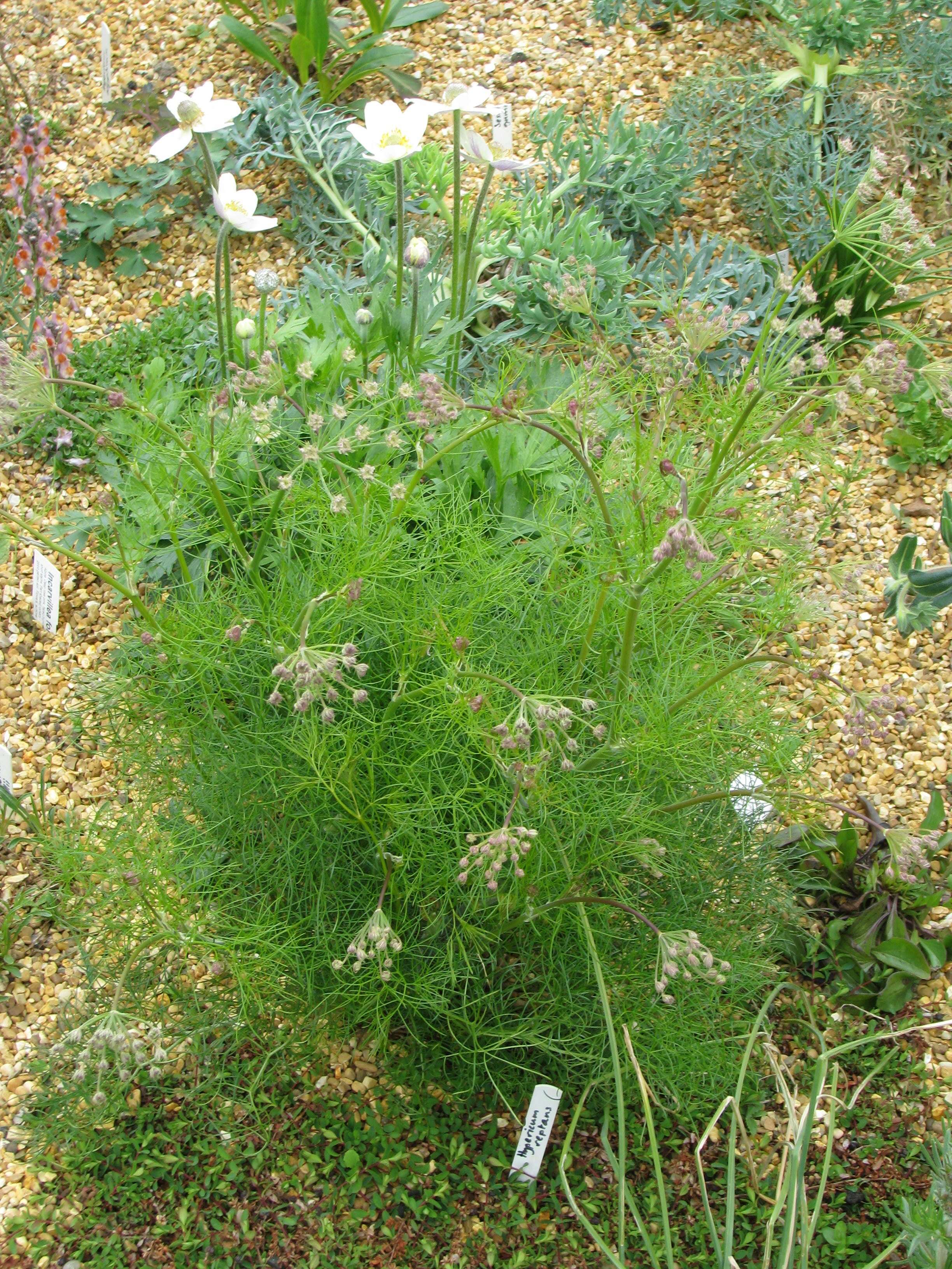 Image of Athamanta turbith (L.) Brot.