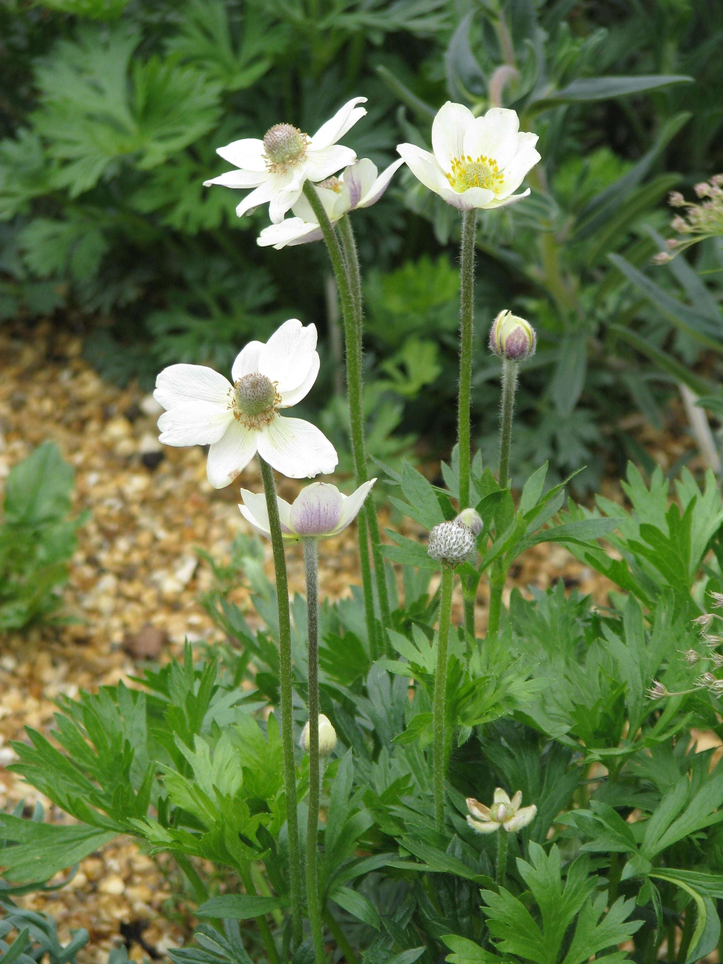 Image of Pacific anemone