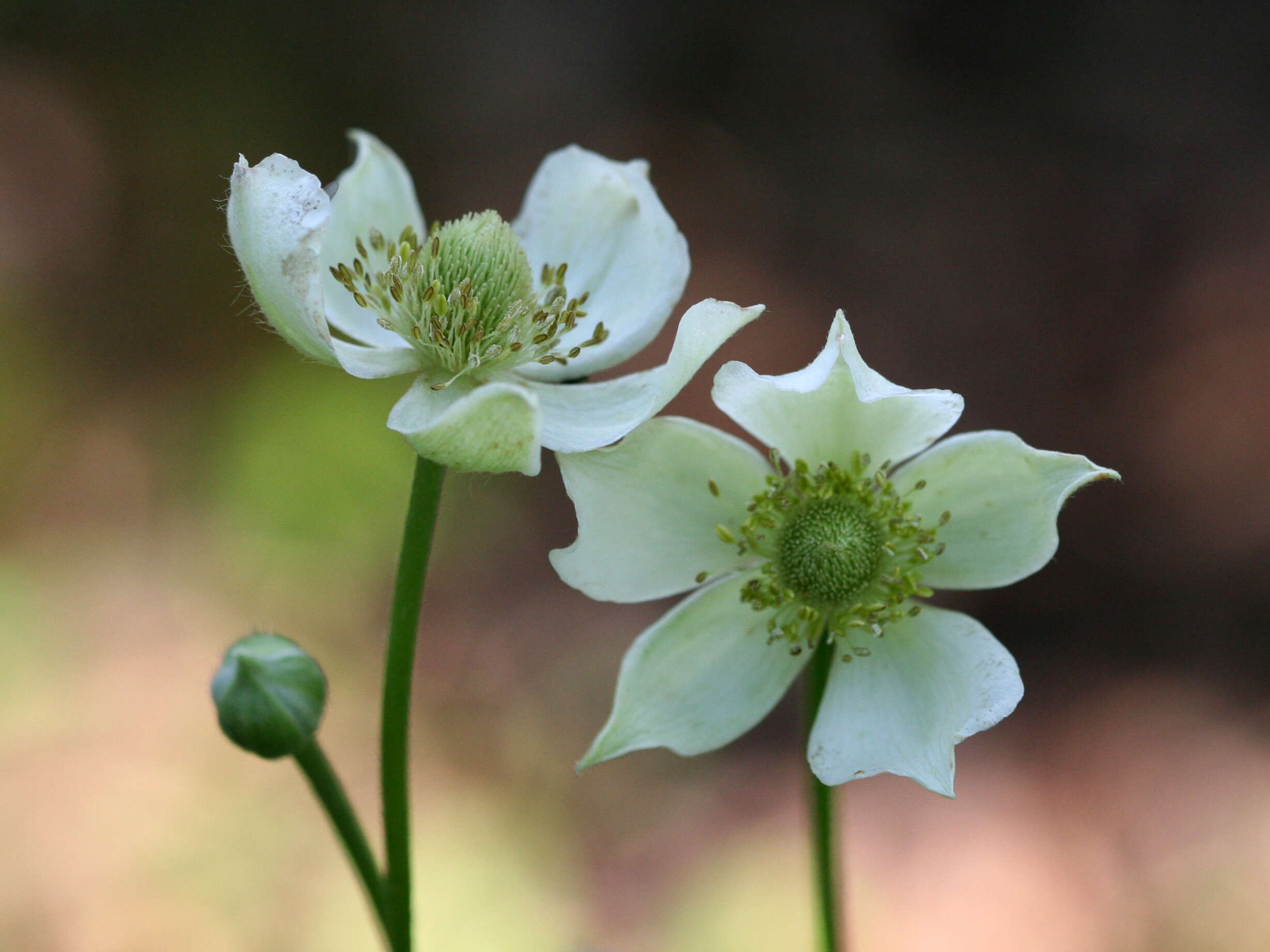 Image of tall thimbleweed