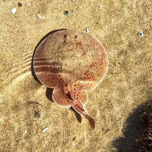 Image of Blackspotted Torpedo