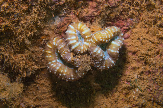 صورة Acanthastrea pachysepta (Chevalier 1975)