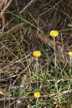 Plancia ëd Coronidium scorpioides (Labill.) Paul G. Wilson