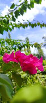 Plancia ëd Bougainvillea glabra Choisy