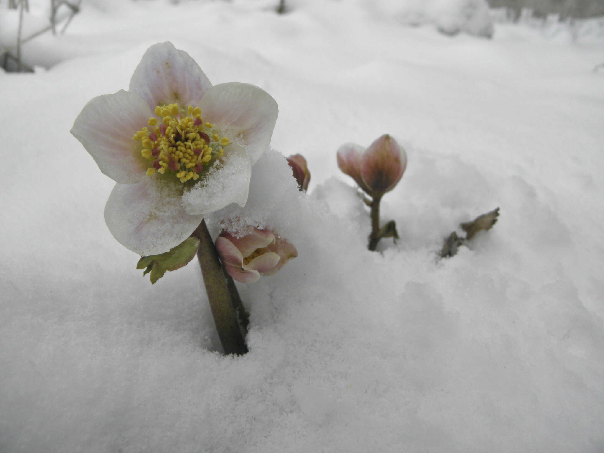 Image of black hellebore