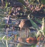 Image of Virginia Rail