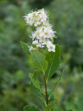 Imagem de Spiraea alba var. latifolia (Aiton) H. E. Ahles