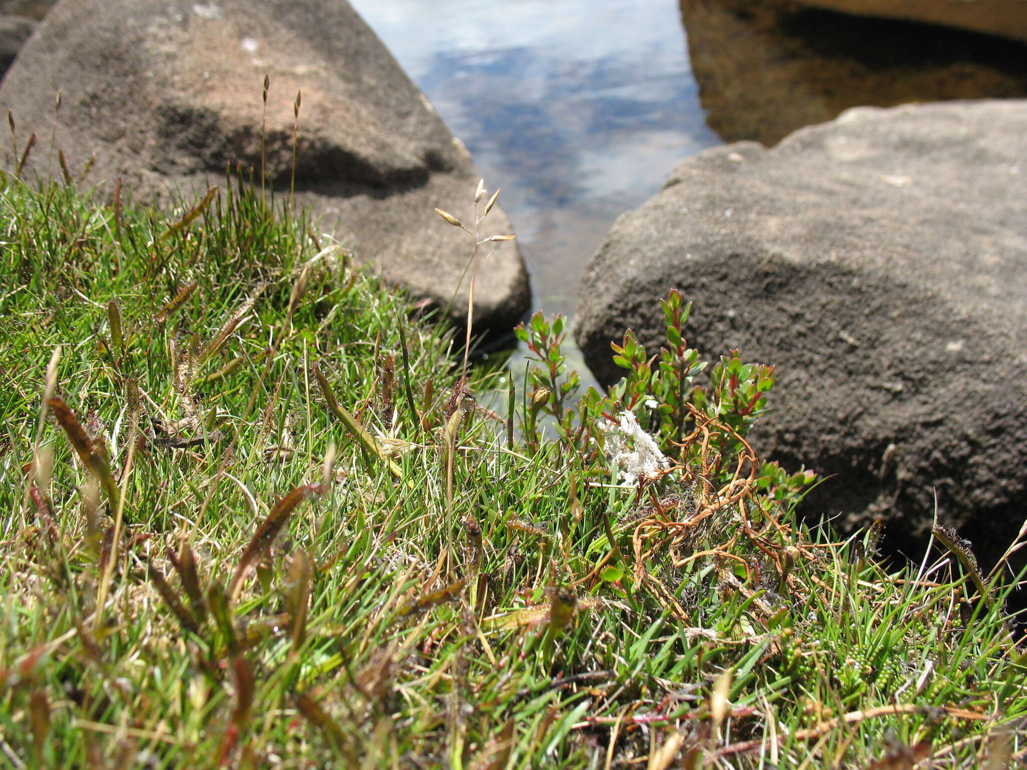 Image of Rytidosperma pauciflorum (R. Br.) Connor & Edgar