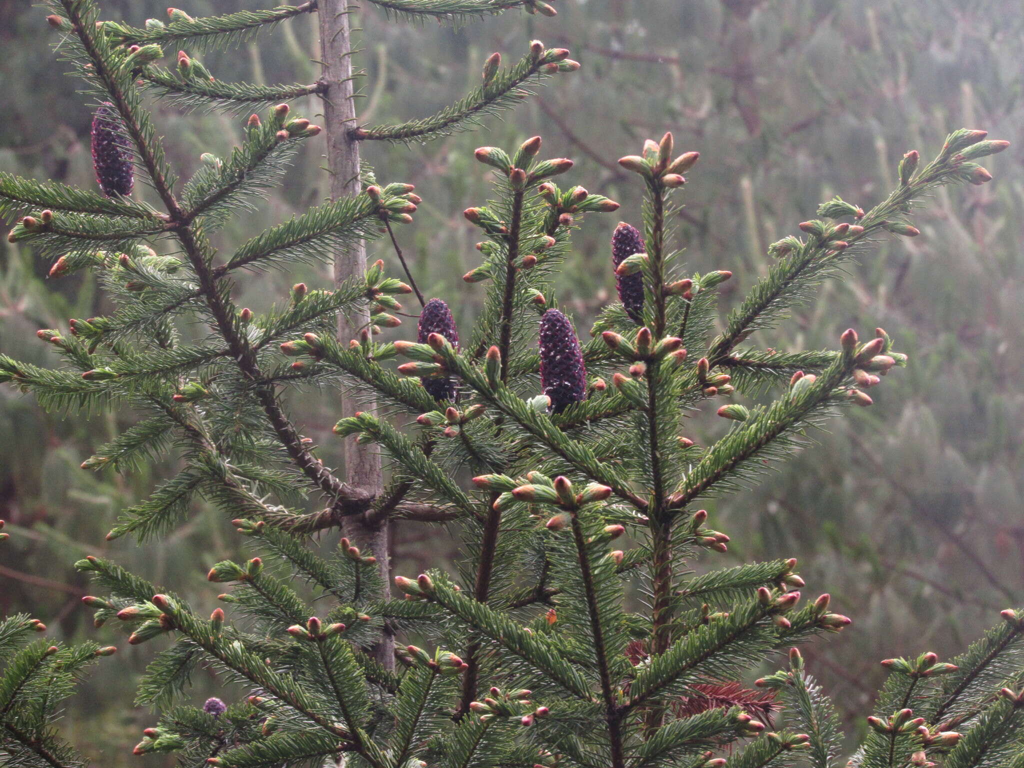 Imagem de Abies hickelii Flous & Gaussen