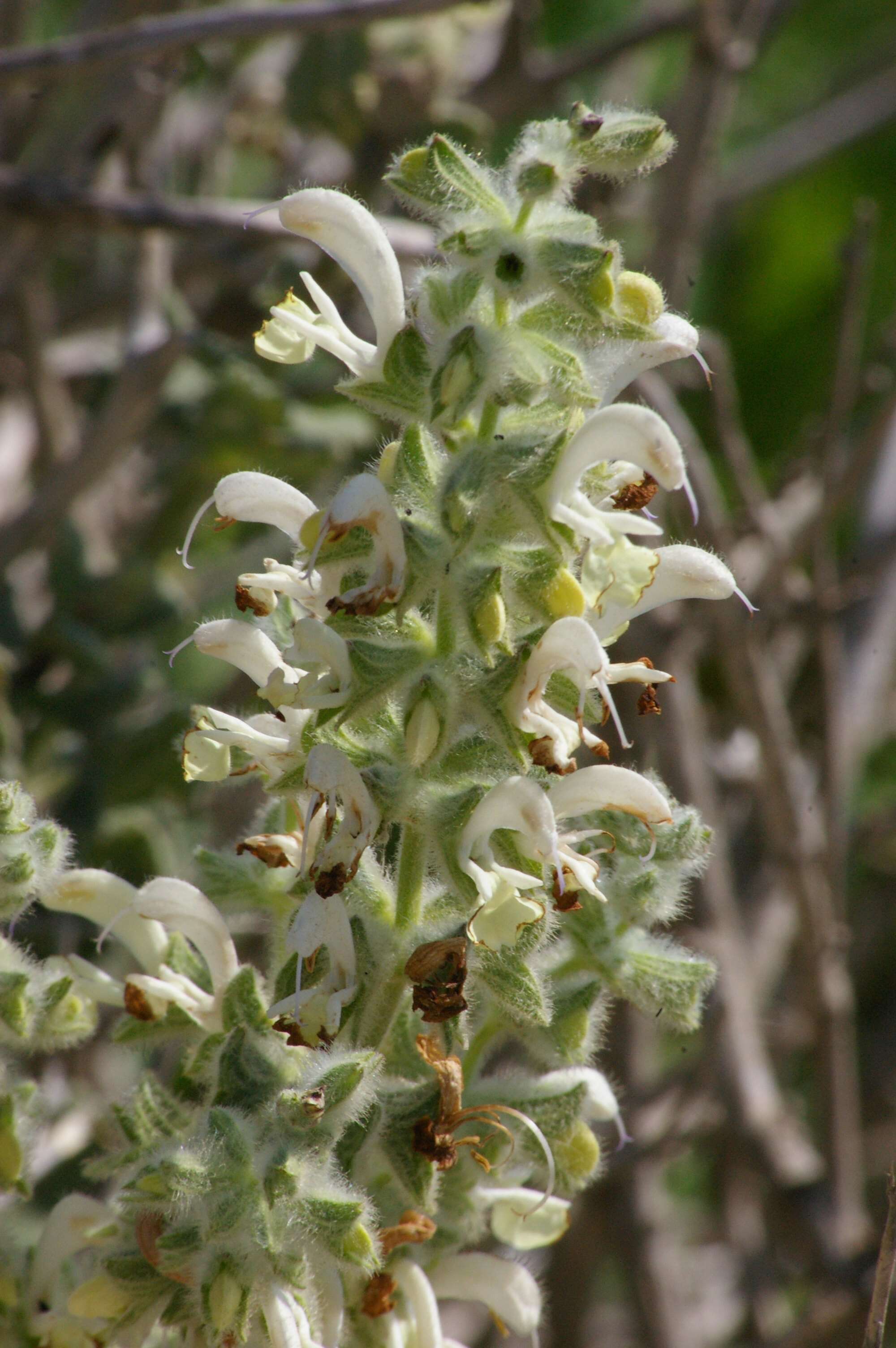 Sivun Salvia dominica L. kuva