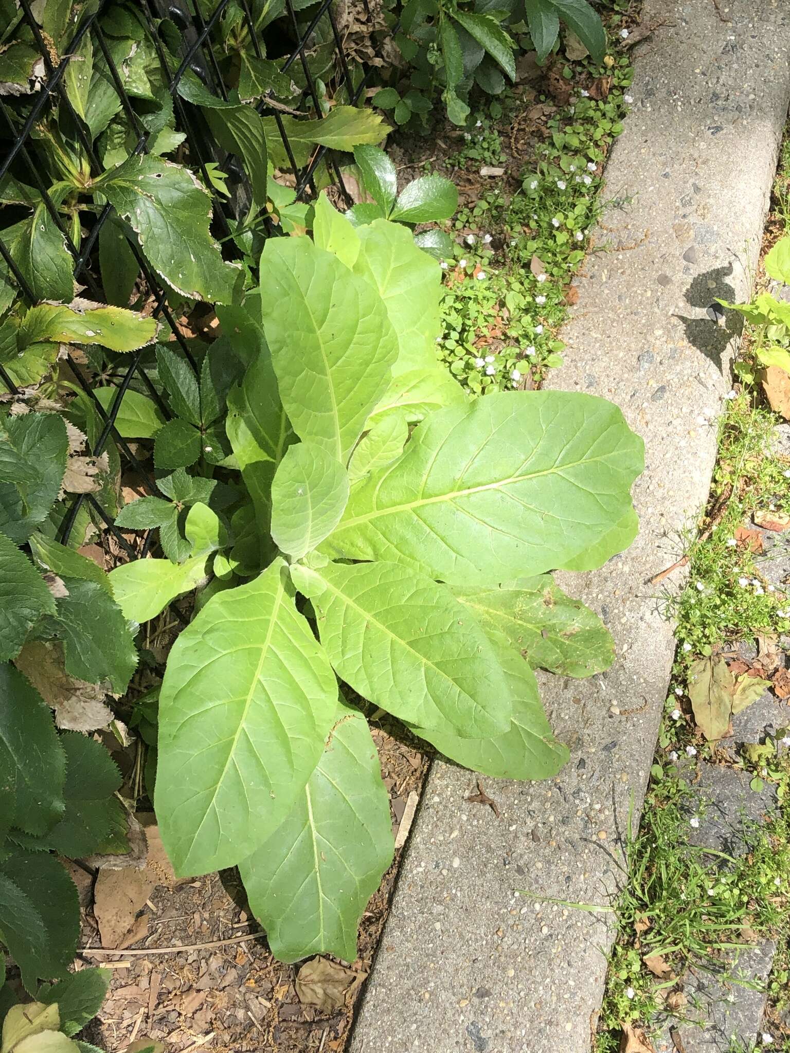 Image of South American tobacco