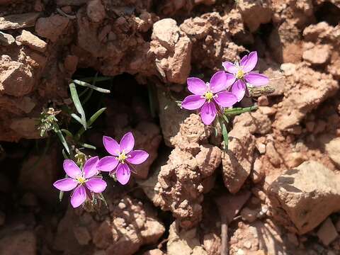 صورة Spergularia purpurea (Pers.) G. Don fil.