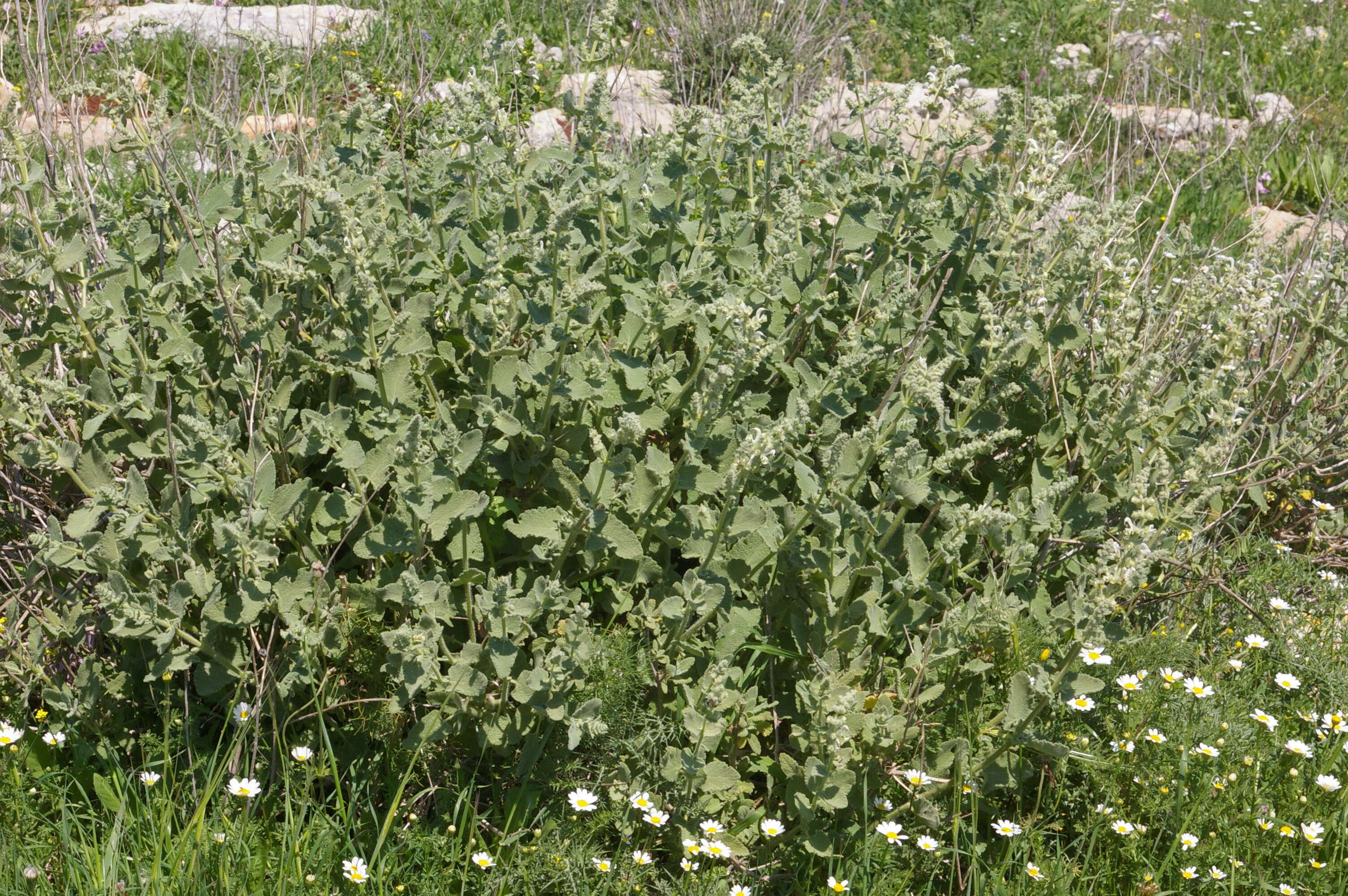 Sivun Salvia dominica L. kuva