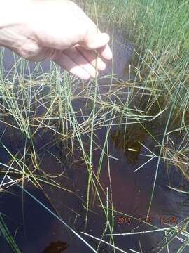 Image of Water Horsetail