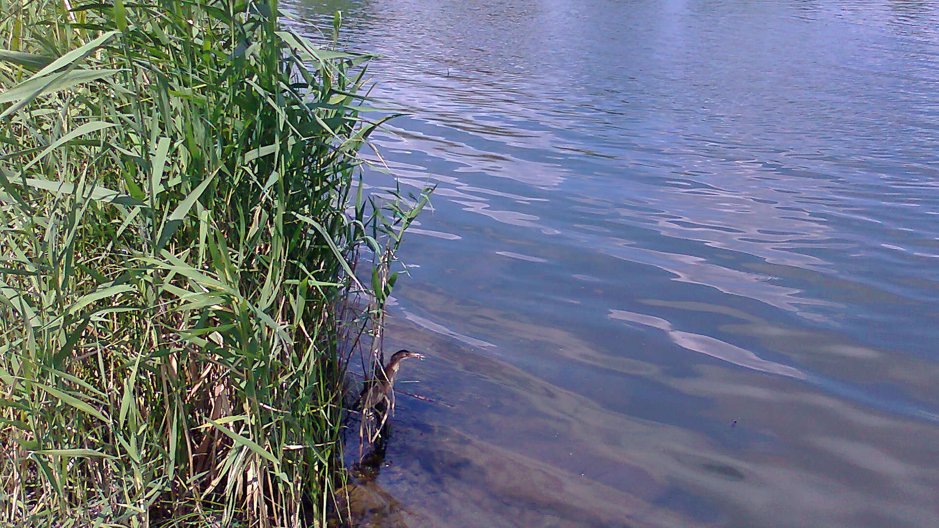 Image of Common Little Bittern