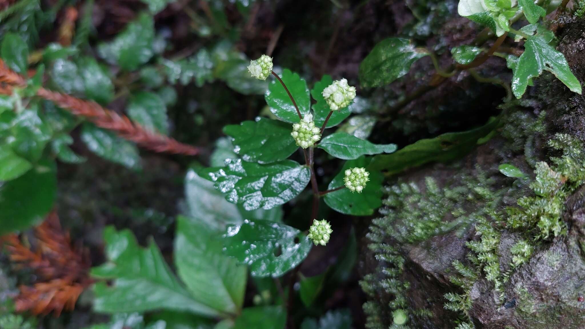 Image of Elatostema microcephalanthum Hayata