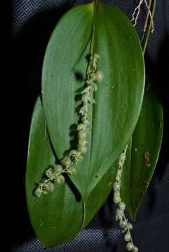 Pleurothallis alveolata Luer的圖片