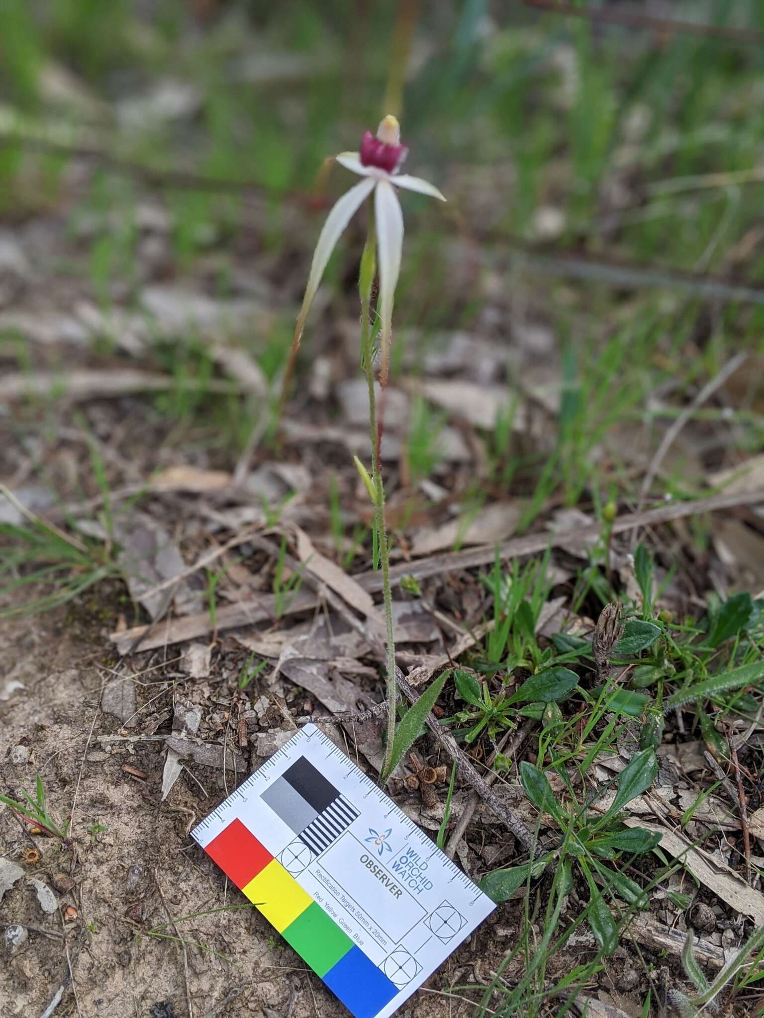 Image of Caladenia behrii Schltdl.