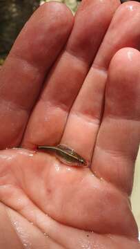 Image of White Cloud Mountain Minnow