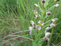 Image of Brachycorythis pubescens Harv.