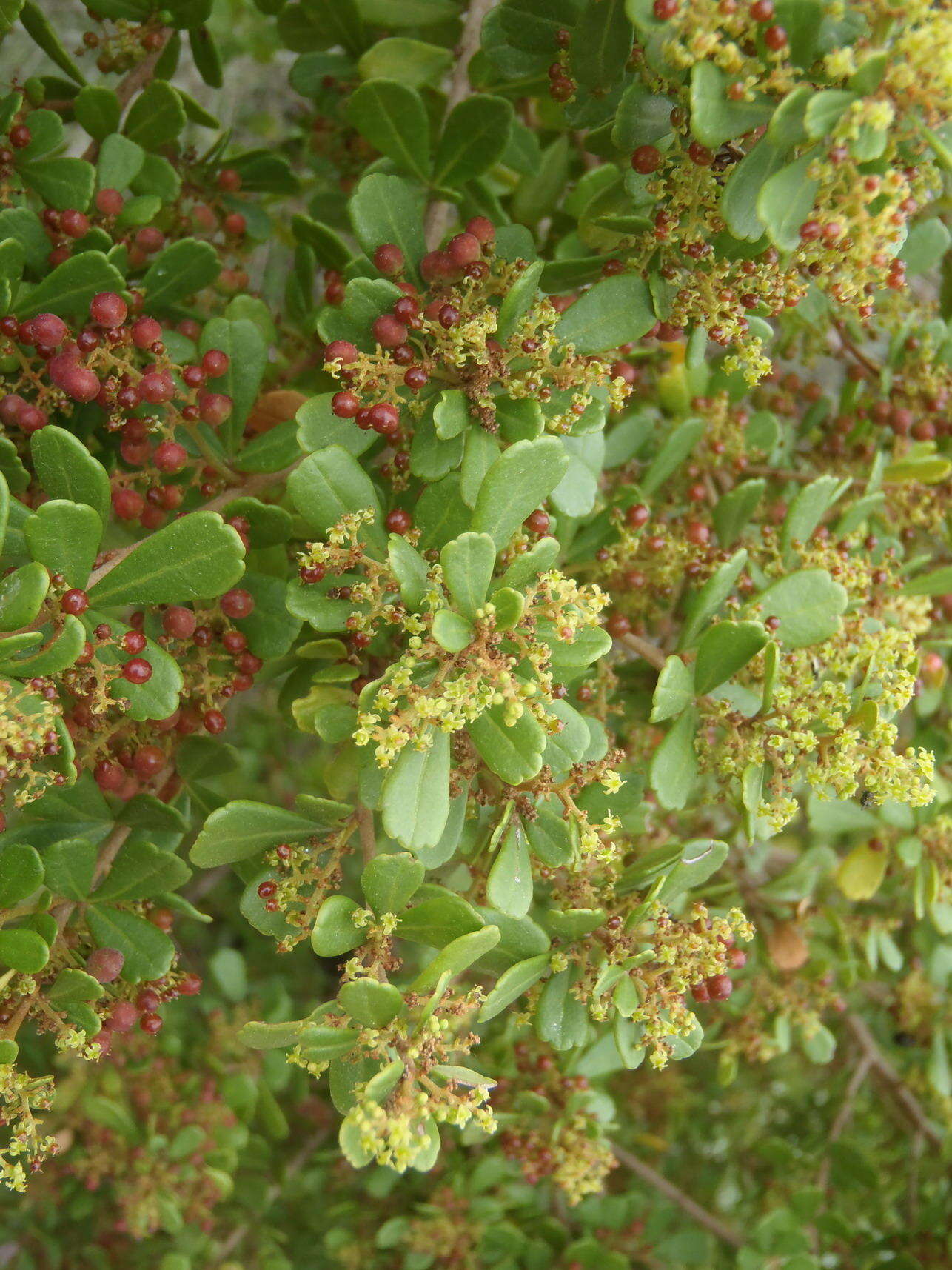 Image of Searsia crenata (Thunb.) Moffett