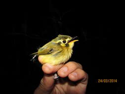 Image of White-throated Spadebill