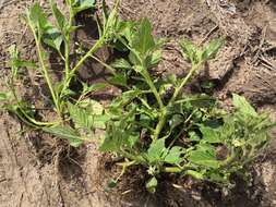 Image of hoe nightshade
