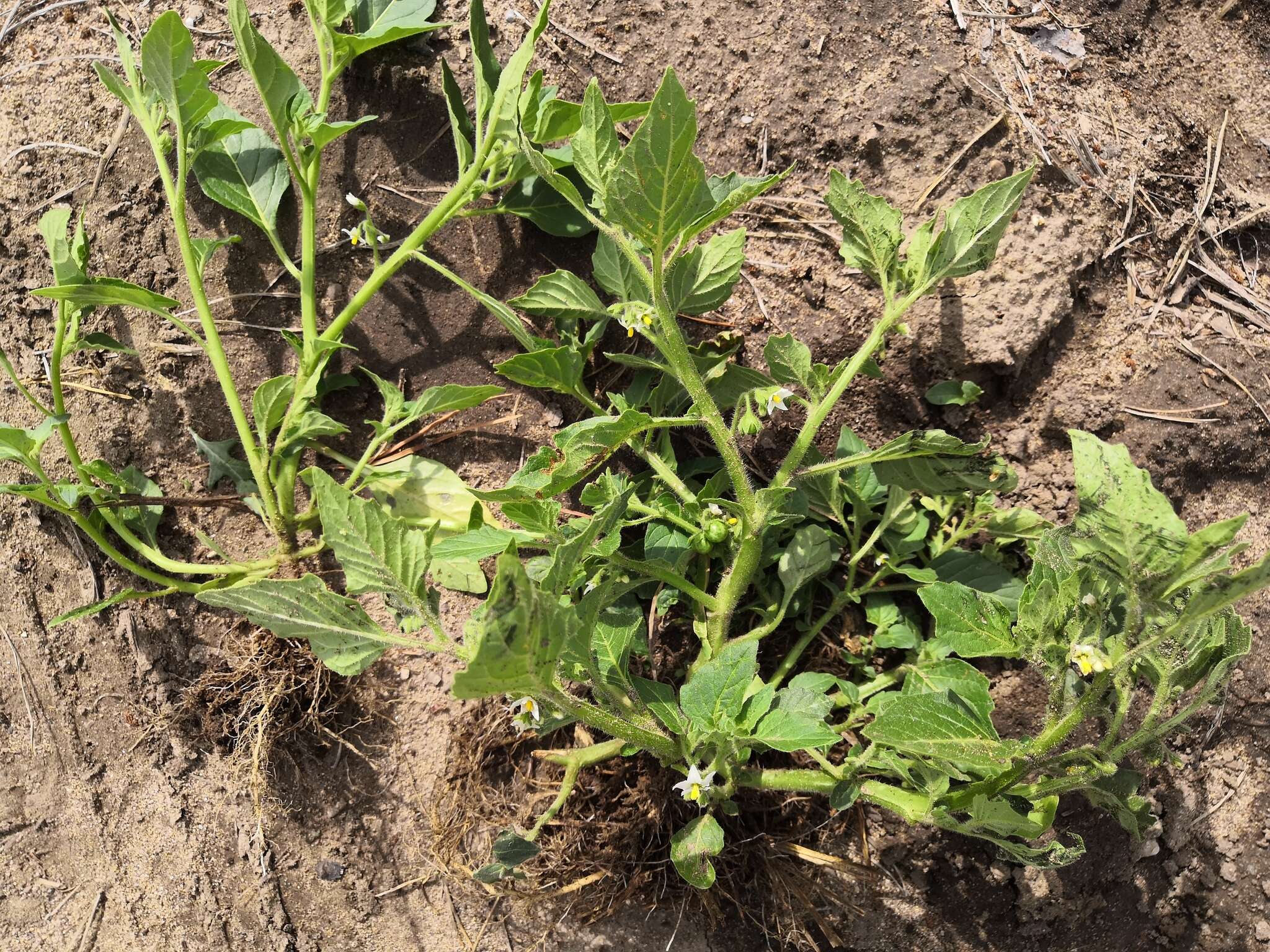 Image of hoe nightshade