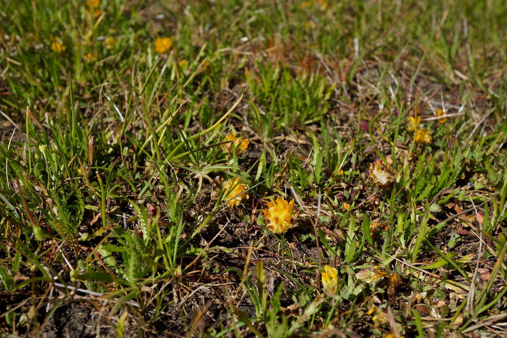 Слика од Trifolium jokerstii Vincent & Rand. Morgan