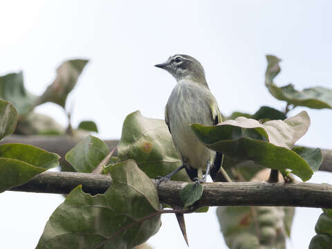 Image of Venezuelan Tyrannulet