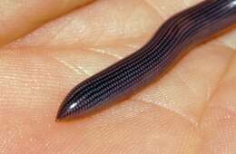 Image of Zambezi Blind Snake