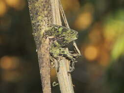 Image of Harlequin racerunner