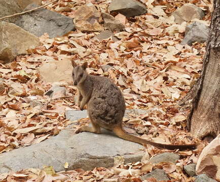 Image of Allied Rock Wallaby