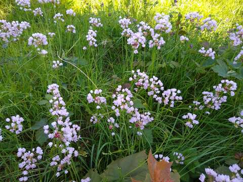 Image of Allium roseum L.