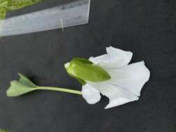 Image of nightblooming false bindweed