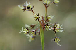 Imagem de Luzula pilosa (L.) Willd.