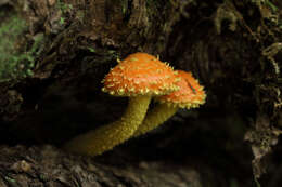 Image of Pholiota flammans (Batsch) P. Kumm. 1871