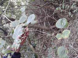 Image of Mulberry leaf