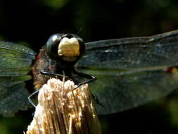 Image of Small Whiteface