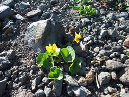 Image of Viola crassa (Makino) Makino