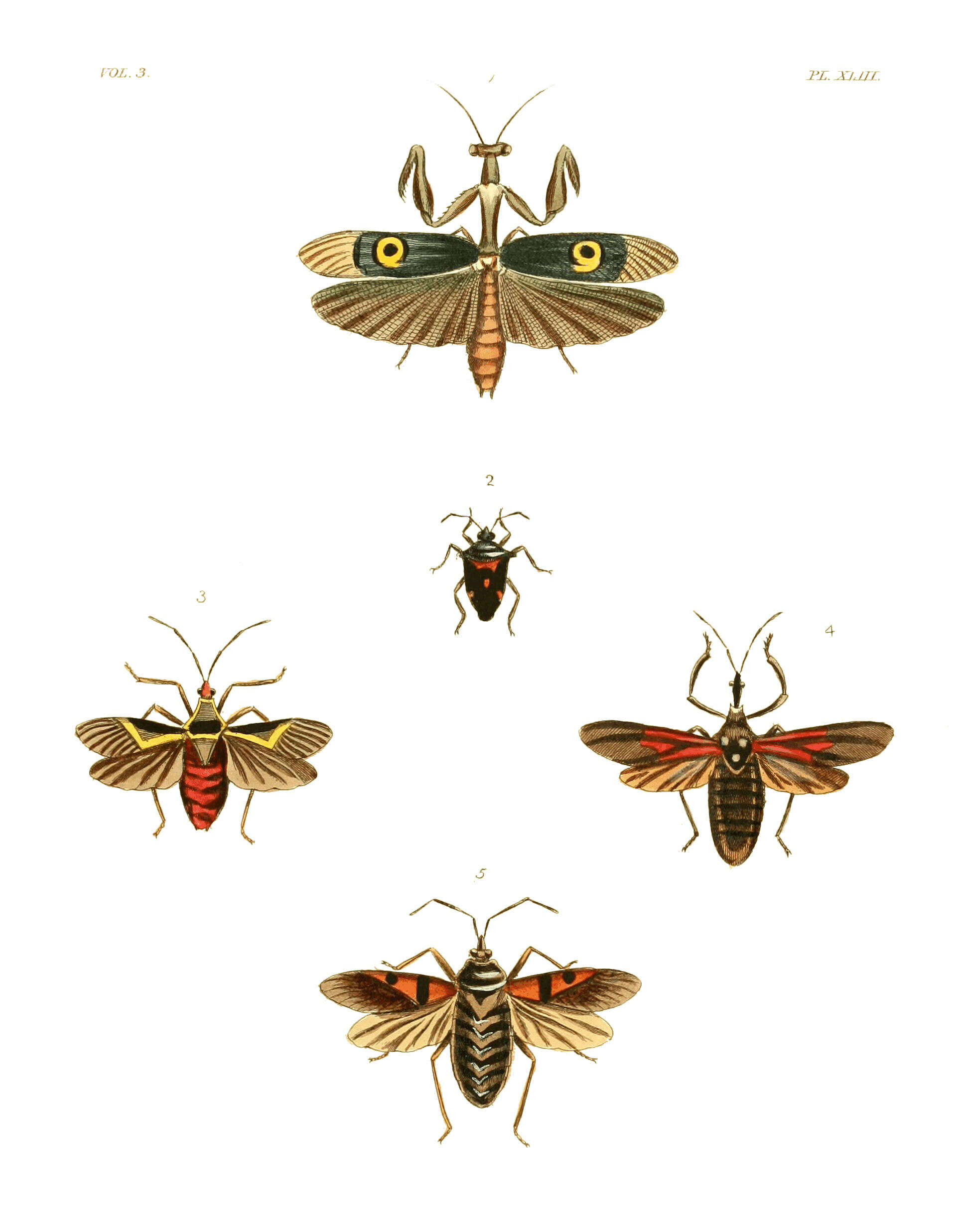 Plancia ëd Pseudocreobotra ocellata Beauvois 1805