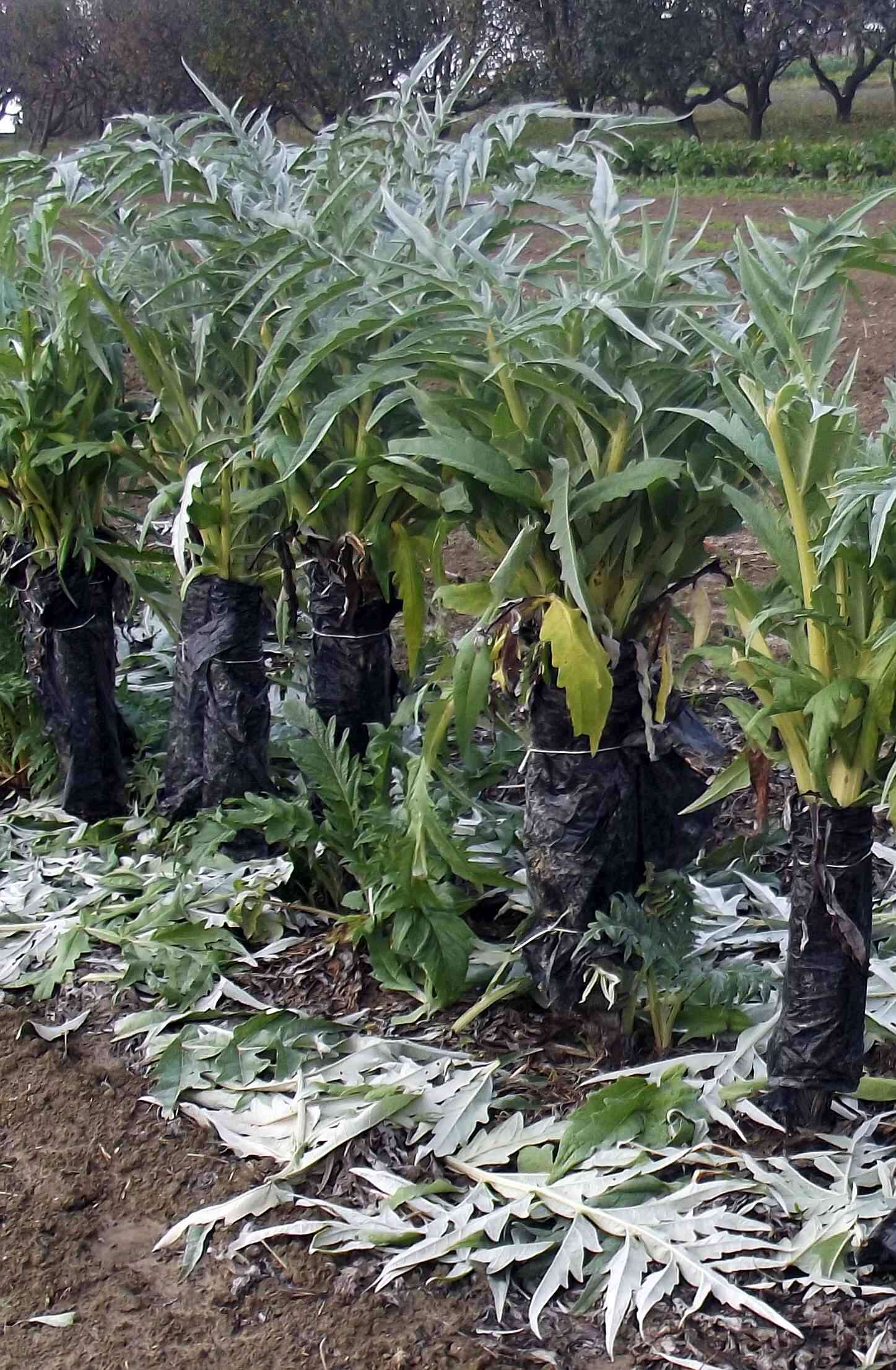 Image of cardoon