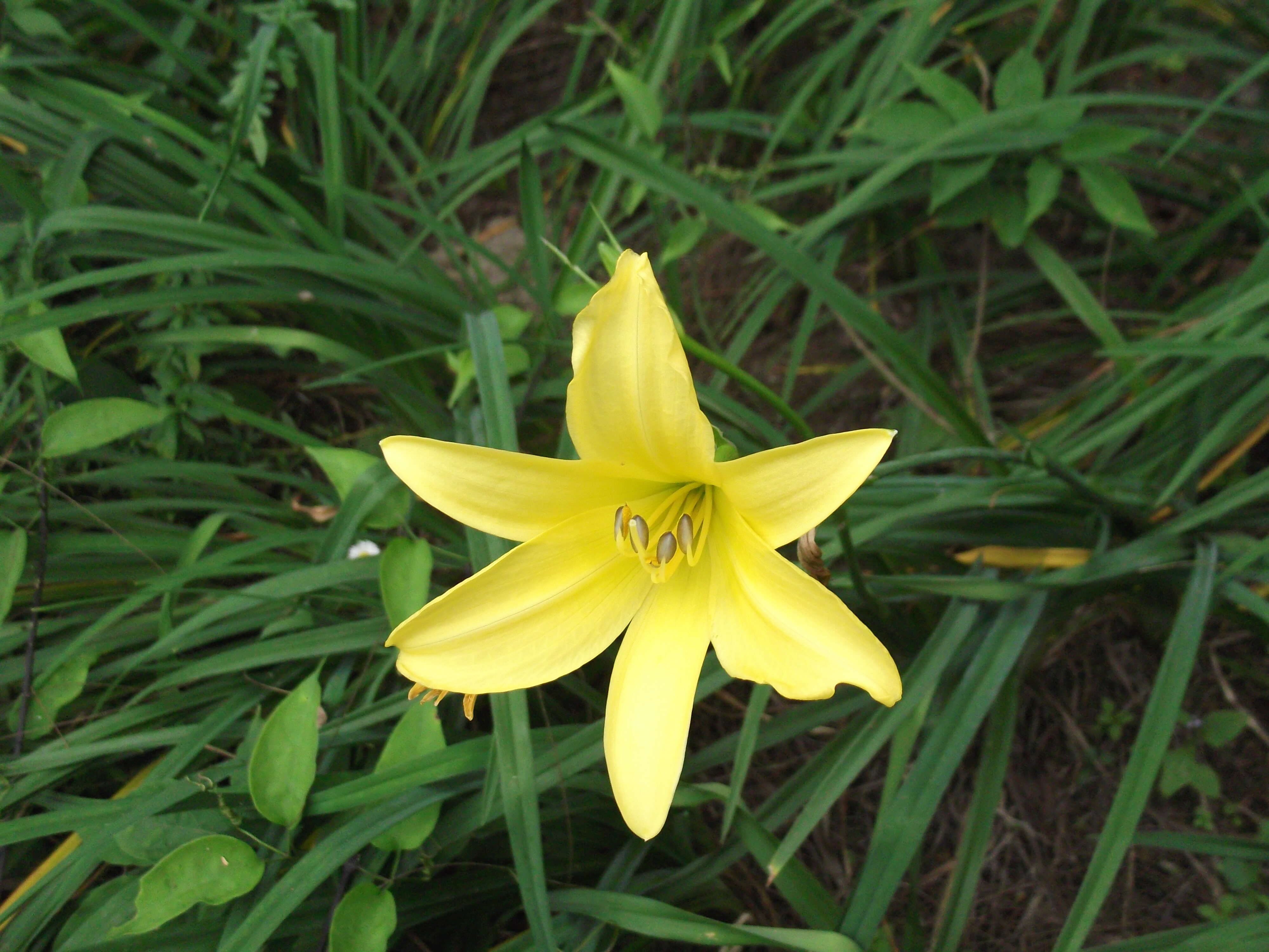 Imagem de Hemerocallis lilioasphodelus L.