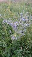 Imagem de Eryngium planum L.