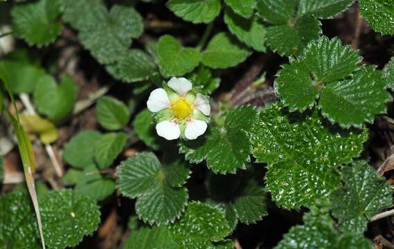 Image of Fragaria nilgerrensis subsp. nilgerrensis